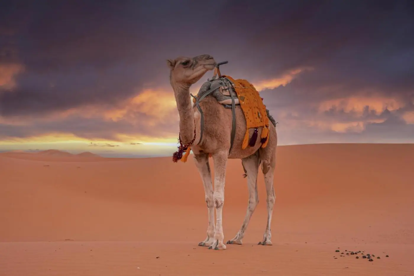Camel Ride and One Night in Merzouga Desert